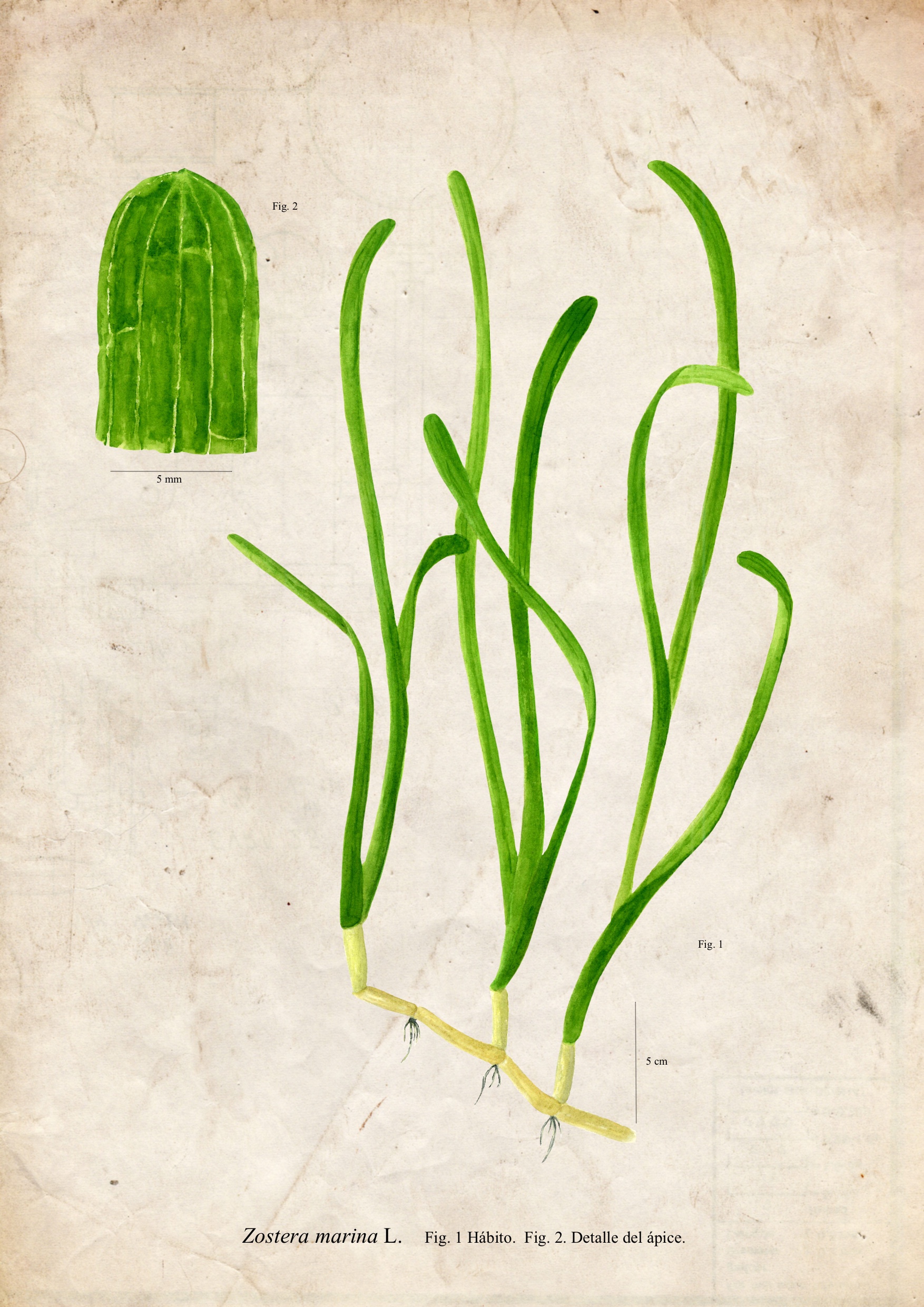 Ilustraciones científicas